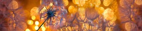 Кухонный фартук Мерцание Одуванчики золотистые 3 серебро в Шушенском - shushenskoe.katalogmebeli.com | фото