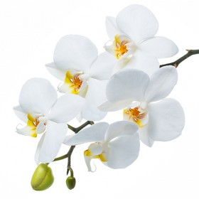 Стол обеденный Танго белый/Орхидея в Шушенском - shushenskoe.katalogmebeli.com | фото 3